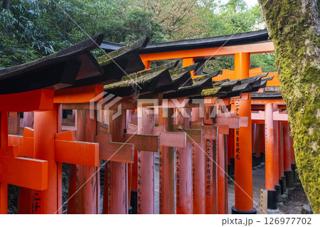 京都　伏見稲荷大社　密に立ち並ぶ千本鳥居 126977702