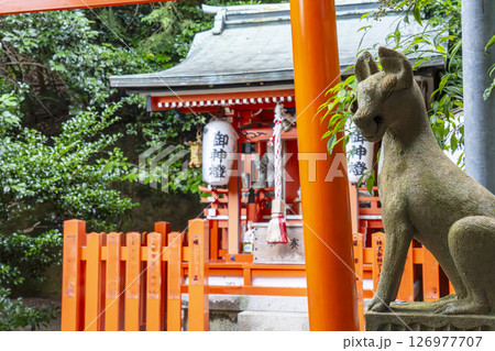 大豊神社　稲荷社と狛狐（京都　哲学の道 ） 126977707