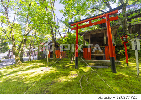 京都 今熊野観音寺 熊野権現社・稲荷社 新緑の季節 京都 今熊野観音寺 熊野権現社・稲荷社 新緑の季節 126977723