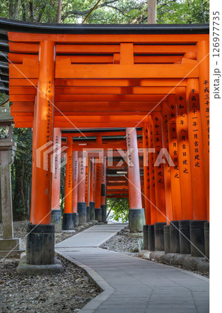 京都　伏見稲荷大社　千本鳥居　三ツ辻周辺 126977735