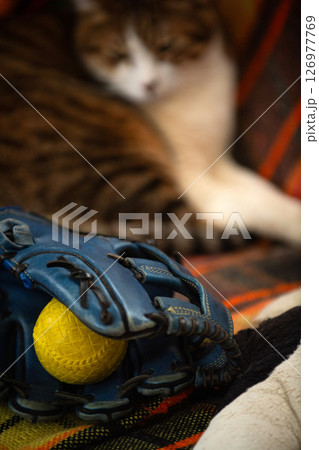 グローブと猫 126977769