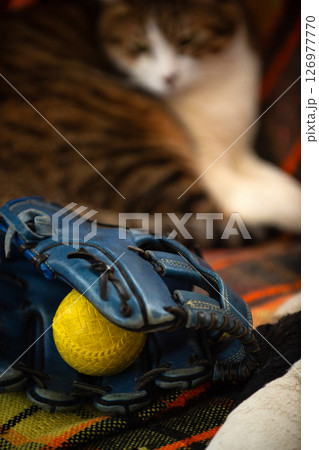 グローブと猫 126977770