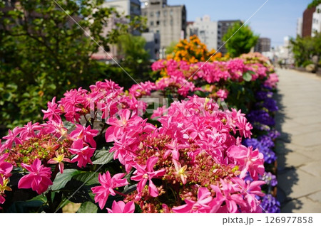 紫陽花祭り 126977858