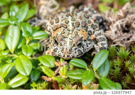 Canadian toad is on the yellow moss among branches in the woodland in fall. 126977947