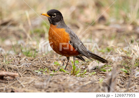 American Robin Foraging on the ground in early spring. 126977955