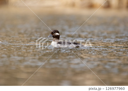 Female Bufflehead duck Swimming in the lake in early spring. Female Bufflehead duck Swimming in the lake in early spring. 126977960