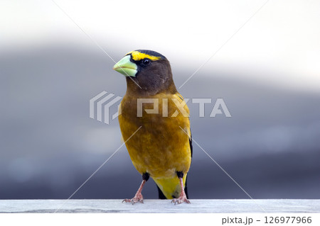 Male Evening Grosbeak perched on the deck in the garden. Male Evening Grosbeak perched on the deck in the garden. 126977966