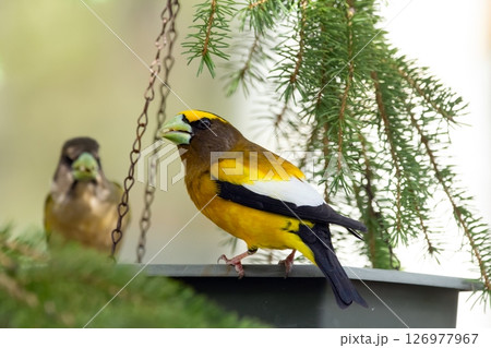 Male and female Evening Grosbeak on a spruce tree branch. Male and female Evening Grosbeak on a spruce tree branch. 126977967