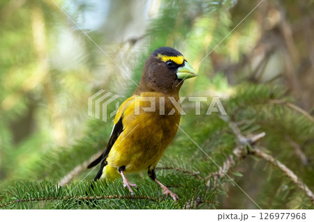 Male Evening Grosbeak on a spruce tree branch. Male Evening Grosbeak on a spruce tree branch. 126977968