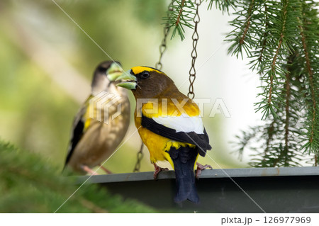 Male and female Evening Grosbeak on a spruce tree branch. 126977969
