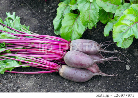 Long Cylindra beets are on the soil near the row in the garden. Long Cylindra beets are on the soil near the row in the garden. 126977973