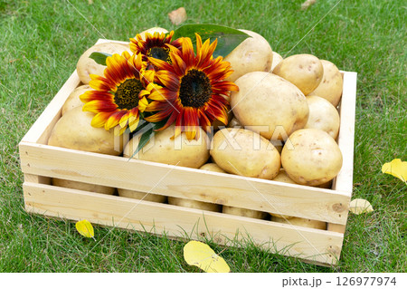Yellow potatoes and red sunflowers in a wooden crate on the lawn. 126977974