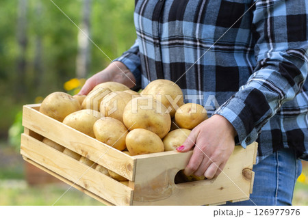 Wooden box with Yukon gold potatoes in woman's arms. 126977976