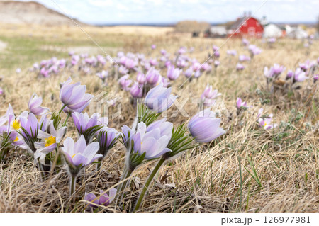 Purple Pulsatilla patens flowers grow in the field in spring. Purple Pulsatilla patens flowers grow in the field in spring. 126977981