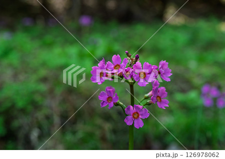 ひっそりと自生する兵庫県丹波市市島町に咲く九輪草 126978062