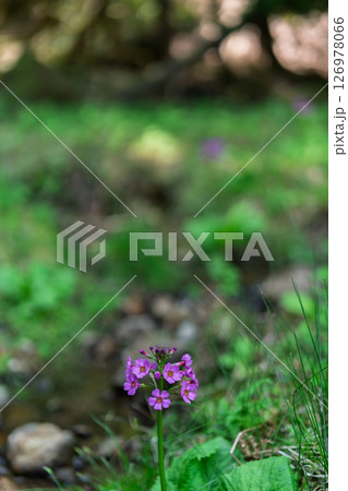 ひっそりと自生する兵庫県丹波市市島町に咲く九輪草 126978066
