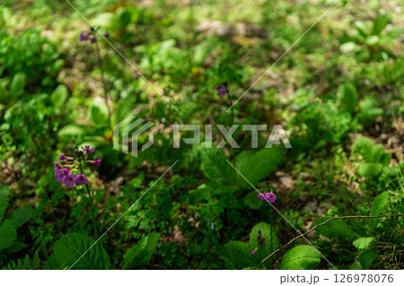 ひっそりと自生する兵庫県丹波市市島町に咲く九輪草 126978076