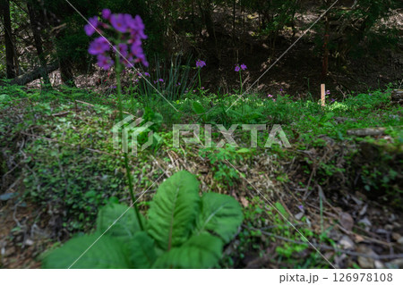 ひっそりと自生する兵庫県丹波市市島町に咲く九輪草 ひっそりと自生する兵庫県丹波市市島町に咲く九輪草 126978108