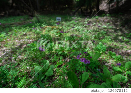 ひっそりと自生する兵庫県丹波市市島町に咲く九輪草 ひっそりと自生する兵庫県丹波市市島町に咲く九輪草 126978112