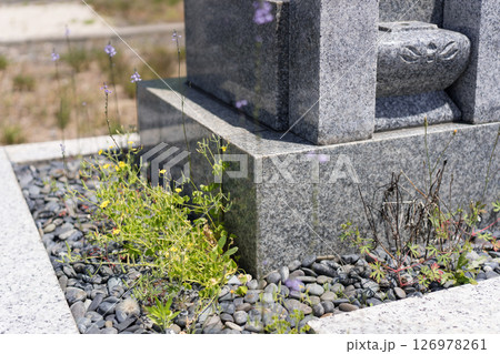 お墓の雑草 126978261