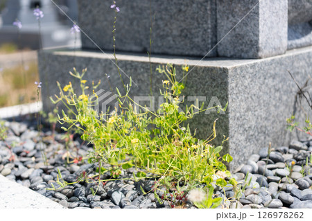 お墓の雑草 126978262