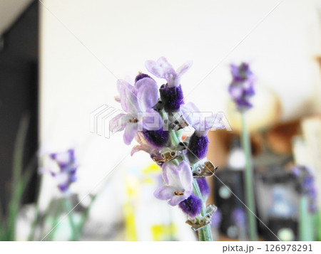 イングリッシュラベンダー English Lavender イングリッシュラベンダー English Lavender 126978291