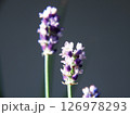 イングリッシュラベンダー　English Lavender 126978293