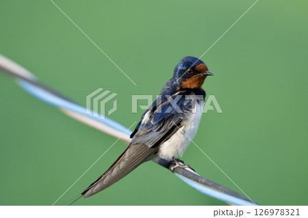 ツバメ swallow / Japan 126978321