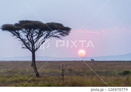 Sunset in the Serengeti 126978774