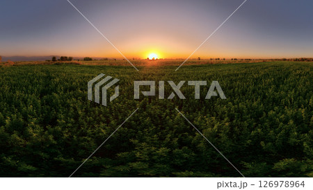 Sunset over an alfalfa field in Kyrgyzstan, with a clear sky transitioning from blue to orange Sunset over an alfalfa field in Kyrgyzstan, with a clear sky transitioning from blue to orange 126978964