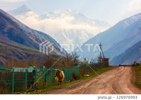 Free-range Cow on a rural road in a mountain valley. 126978993