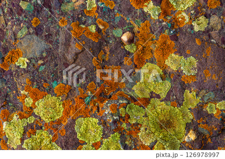 Colorful Alpine sunburst lichen on a rock surface texture and background. 126978997