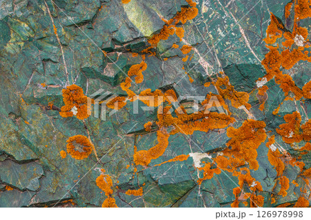 Orange lichen on a green textured sedimentary metamorphic rock surface. Orange lichen on a green textured sedimentary metamorphic rock surface. 126978998