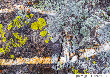 Diverse lichens on a veined rock surface. Diverse lichens on a veined rock surface. 126979005