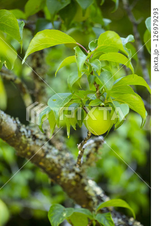 大きな実をならせた梅の木 鳥取県 樗谿公園 大きな実をならせた梅の木 鳥取県 樗谿公園 126979293