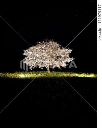 闇に浮かぶ桜の花びら 闇に浮かぶ桜の花びら 126979517