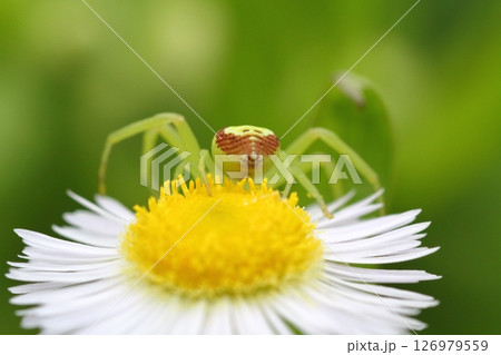 ヒメジョオン(姫女苑)の花で獲物を待つハナグモのクローズアップ ヒメジョオン(姫女苑)の花で獲物を待つハナグモのクローズアップ 126979559