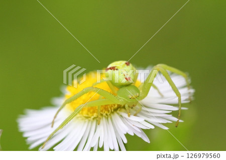 ヒメジョオン(姫女苑)の花で獲物を待つハナグモのクローズアップ ヒメジョオン(姫女苑)の花で獲物を待つハナグモのクローズアップ 126979560