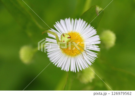 ヒメジョオン(姫女苑)の花で獲物を待つハナグモのクローズアップ ヒメジョオン(姫女苑)の花で獲物を待つハナグモのクローズアップ 126979562