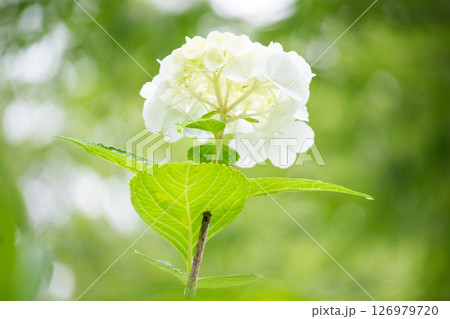 水滴が彩る紫陽花 126979720