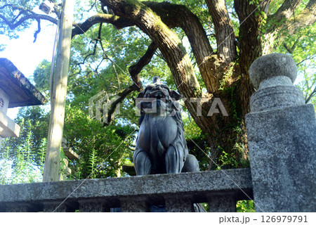 香川県金比羅宮参道桜の馬場鳥居前の狛犬-1 126979791