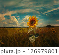 青空とひまわり畑の景色　油絵風の風景イラスト 126979801