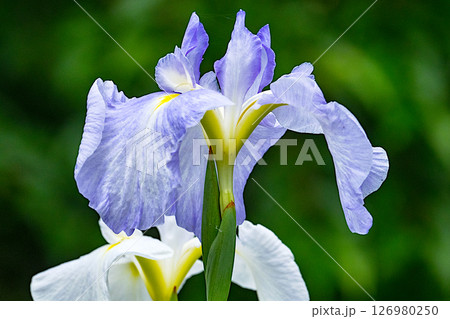 町田市薬師池公園の花菖蒲 126980250
