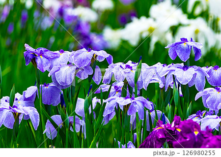 町田市薬師池公園の花菖蒲 町田市薬師池公園の花菖蒲 126980255