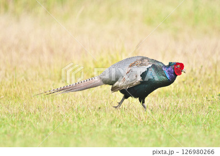 キジ キジ 126980266