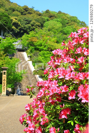 三室戸寺　満開のつつじ 126980279