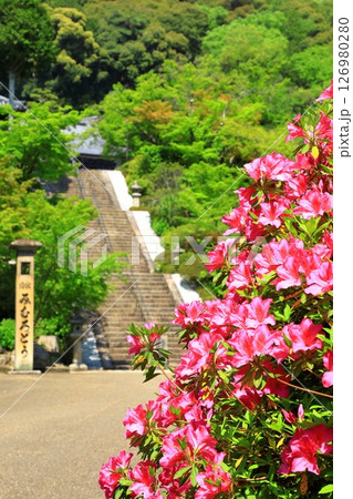 三室戸寺 満開のつつじ 三室戸寺 満開のつつじ 126980280