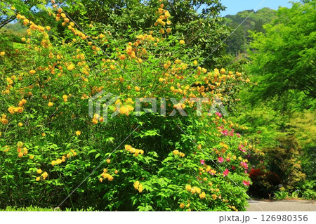 三室戸寺 山吹の花とつつじ 三室戸寺 山吹の花とつつじ 126980356