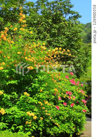 三室戸寺　山吹の花とつつじ 126980358