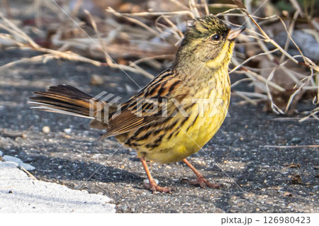 地面に降りたアオジ 126980423